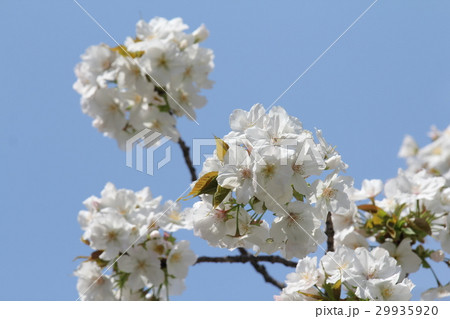 サトザクラ 太白 サトザクラ 太白 29935920