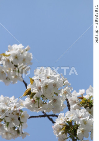 サトザクラ　太白 29935921