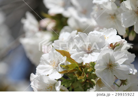 サトザクラ　太白 29935922