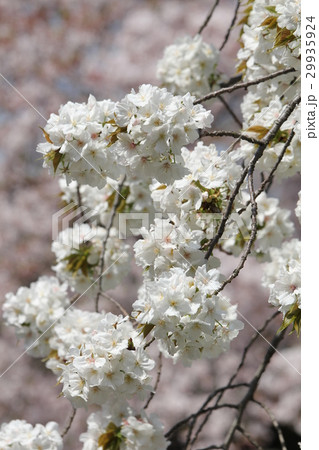 サトザクラ　太白 29935924