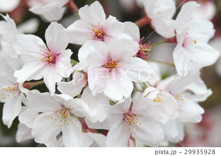 ソメイヨシノ 29935928
