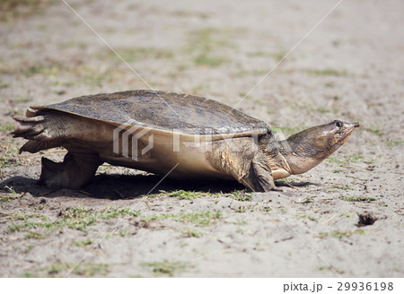 Florida Softshell Turtle Florida Softshell Turtle 29936198