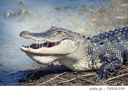 American Alligator American Alligator 29936199