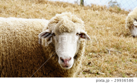 羊 ひつじ ヒツジ 29936586