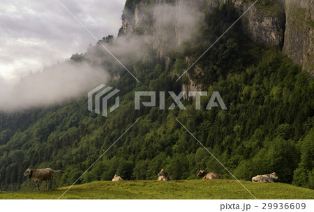 Cows in a alpine meadow Cows in a alpine meadow 29936609