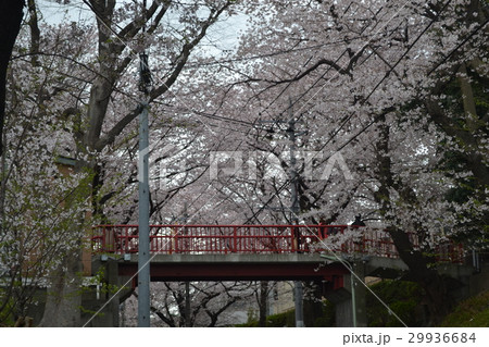 さくら坂 29936684