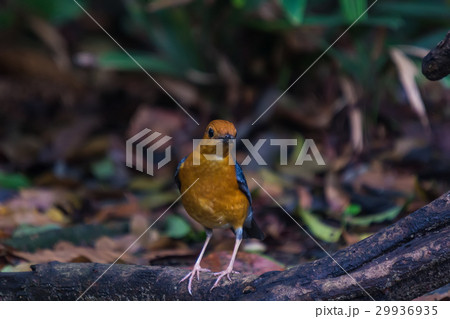 Orange-headed Thrush (Geokichla citrina) Bird Orange-headed Thrush (Geokichla citrina) Bird 29936935