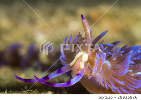 Pteraeolidia ianthina, Nudibranch, Sea Slug Pteraeolidia ianthina, Nudibranch, Sea Slug 29936936