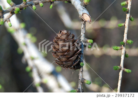 Europea Larch Larix Decidua "Varied Directions" 29937172