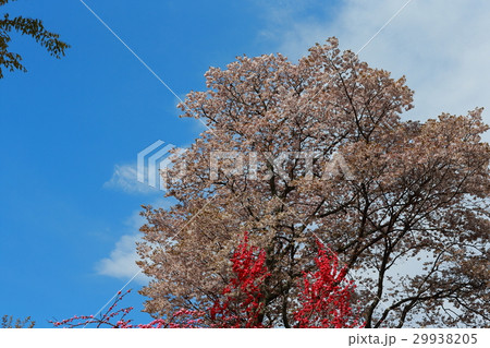 桜 29938205