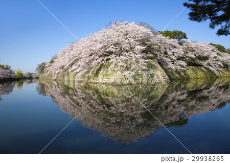 満開の彦根城中堀の桜 29938265