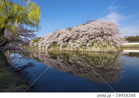 満開の彦根城中堀の桜 29938268