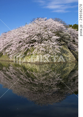 満開の彦根城中堀の桜 29938270