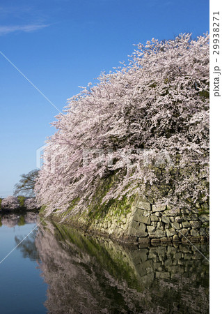 満開の彦根城中堀の桜 29938271