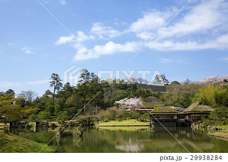 玄宮楽々園から見る春の彦根城 29938284
