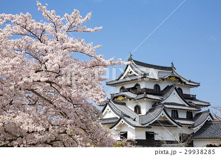 桜咲く春の彦根城 桜咲く春の彦根城 29938285