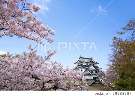 桜咲く春の彦根城 29938287