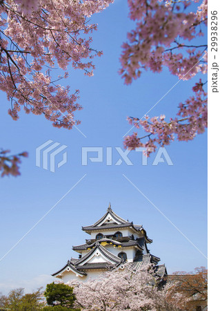 桜咲く春の彦根城 桜咲く春の彦根城 29938296