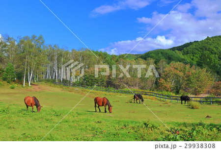 木曽馬の里 29938308