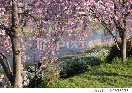 京都　鴨川花の回廊（五条大橋上流） 29938533