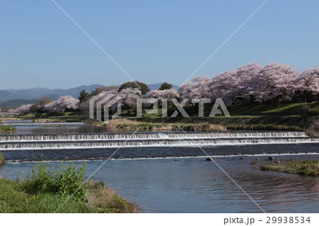 京都 賀茂川の桜並木 京都 賀茂川の桜並木 29938534