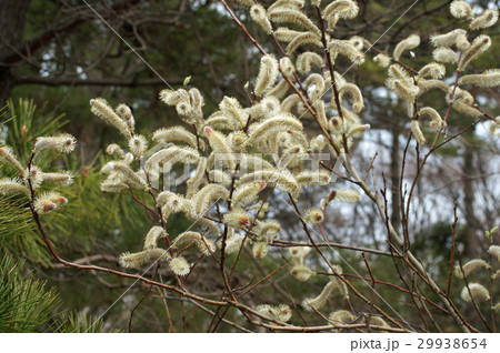 フリソデヤナギ 29938654