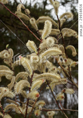 フリソデヤナギ フリソデヤナギ 29938656