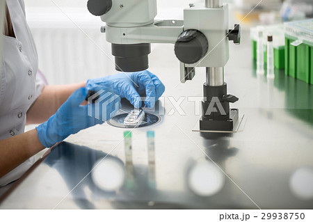 Checking result of in vitro fertilization 29938750