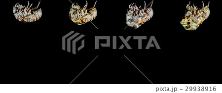 蝉の羽化(cicada) 蝉の羽化(cicada) 29938916