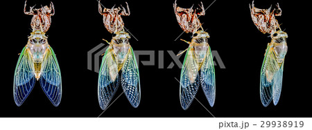 蝉の羽化(cicada) 29938919