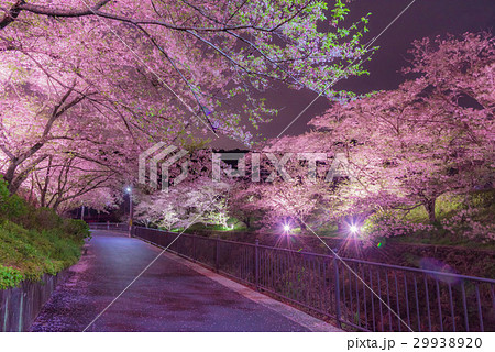 山中渓の桜 29938920