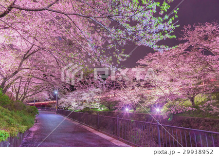 山中渓の桜 29938952