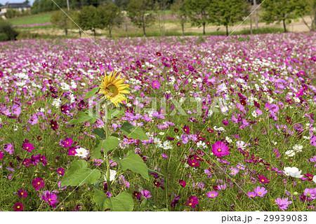 コスモス畑 29939083