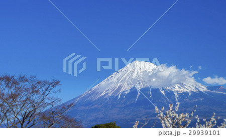 富士山と梅林　16：9 29939101