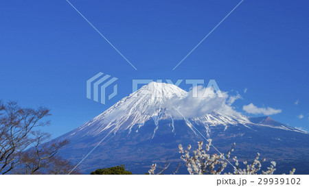 富士山と梅林　16：9 29939102