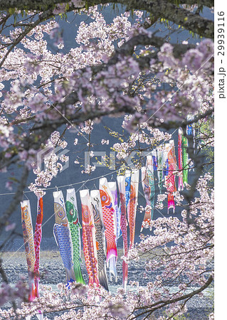 桜花賞と皐月賞 29939116