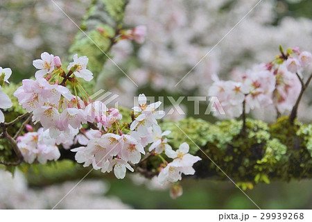 古苔と桜の趣き 29939268