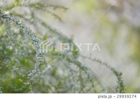 優美な雪柳 29939274