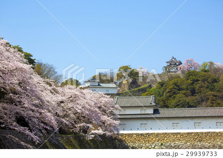 桜咲く春の彦根城 桜咲く春の彦根城 29939733