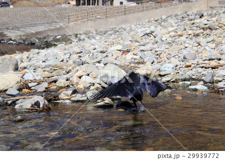 海辺の小川で水浴びするカラス 海辺の小川で水浴びするカラス 29939772