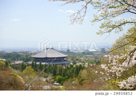 奈良・若草山大仏ビュースポット・桜3 奈良・若草山大仏ビュースポット・桜3 29939852