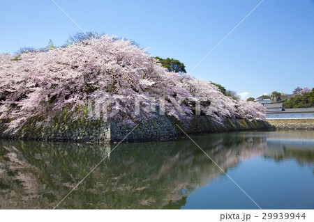 満開の彦根城中堀の桜 29939944