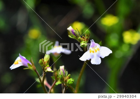 トキワハゼ 29940304