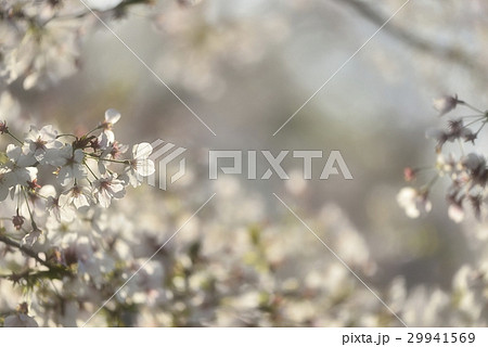 逆光の桜の雰囲気 29941569