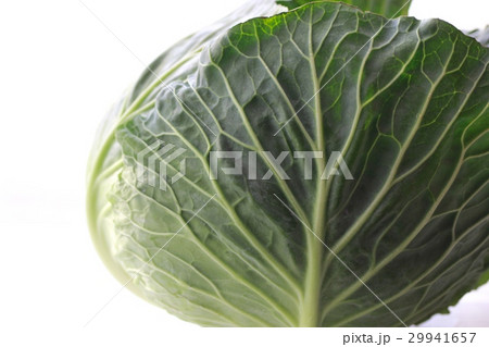 新鮮な春キャベツ一玉　葉野菜 29941657