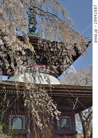 枝垂れ桜越しの東南院多宝塔 29941687