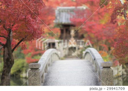 永観堂禅林寺の紅葉 29941709