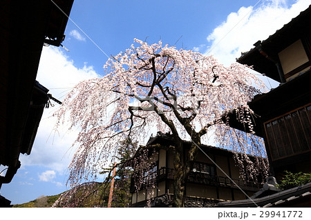 三年坂の枝垂れ桜 三年坂の枝垂れ桜 29941772