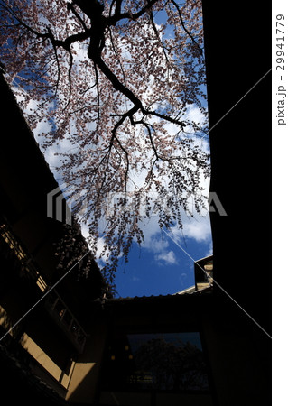 三年坂の枝垂れ桜 29941779