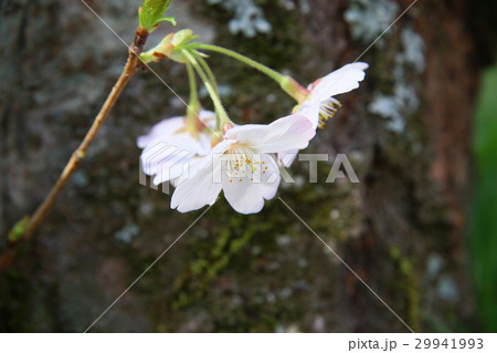 桜＊＊ 29941993